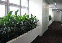 Pflanzen für Innenräume